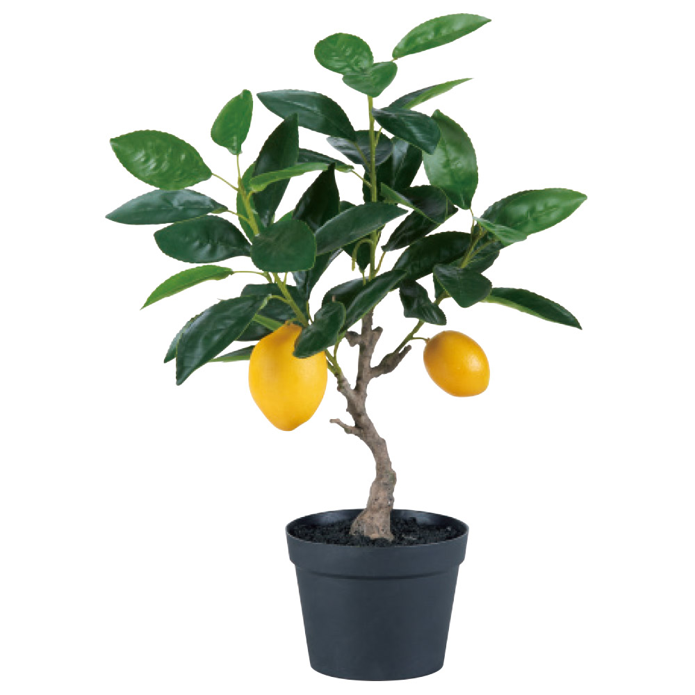 宅配便配送 ⚠️現品限り⚠️ LEMON TREE レモン ツリー スタリーゼ